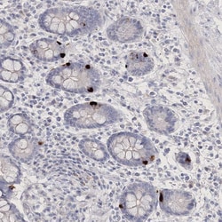 Invitrogen NEU4 Polyclonal Antibody 100 &mu;L; Unconjugated:Antibodies,