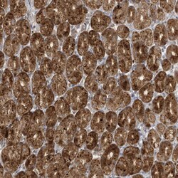 Invitrogen DULLARD Polyclonal Antibody 100 &mu;L; Unconjugated:Antibodies,