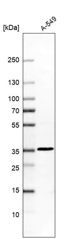 Invitrogen DULLARD Polyclonal Antibody 100 &mu;L; Unconjugated:Antibodies,