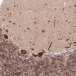 Invitrogen PCYOX1L Polyclonal Antibody 100 &mu;L; Unconjugated:Antibodies,