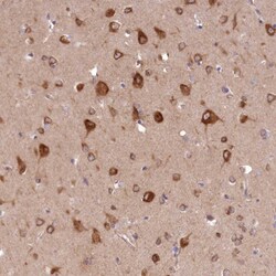 Invitrogen PCYOX1L Polyclonal Antibody 100 &mu;L; Unconjugated:Antibodies,