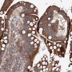 Invitrogen PCYOX1L Polyclonal Antibody 100 &mu;L; Unconjugated:Antibodies,