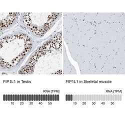 FIP1L1 Polyclonal Antibody, Invitrogen 100 &mu;L; Unconjugated:Antibodies,
