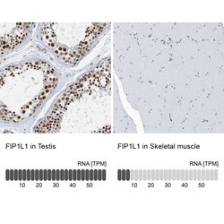 FIP1L1 Polyclonal Antibody, Invitrogen 100 &mu;L; Unconjugated:Antibodies,