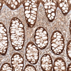 Invitrogen MICU1 Polyclonal Antibody 100 &mu;L | Buy Online | Invitrogen&trade; | Fisher Scientific