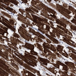 Invitrogen CCSER2 Polyclonal Antibody 100 &mu;L; Unconjugated:Antibodies,