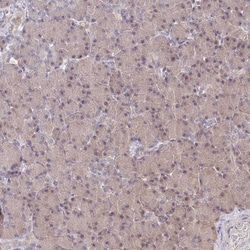 Invitrogen CCSER2 Polyclonal Antibody 100 &mu;L; Unconjugated:Antibodies,