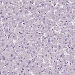 Invitrogen DNAH12 Polyclonal Antibody 100 &mu;L; Unconjugated:Antibodies,
