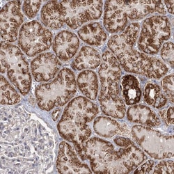Invitrogen CBR4 Polyclonal Antibody 100 &mu;L; Unconjugated:Antibodies,