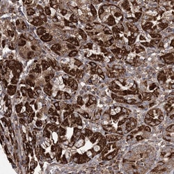 Invitrogen POC5 Polyclonal Antibody 100 &mu;L; Unconjugated:Antibodies,