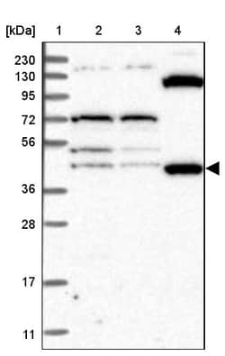 Invitrogen eRF1 Polyclonal Antibody 100 &mu;L; Unconjugated:Anticuerpos
