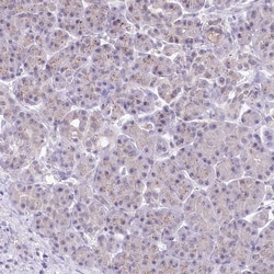 Invitrogen ZFYVE27 Polyclonal Antibody 100 &mu;L; Unconjugated:Antibodies,