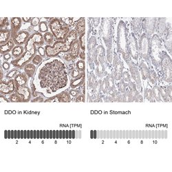 Invitrogen DDO Polyclonal Antibody 100 &mu;L; Unconjugated:Antibodies,
