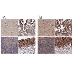 Invitrogen DDO Polyclonal Antibody 100 &mu;L; Unconjugated:Antibodies,