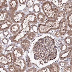 Invitrogen DDO Polyclonal Antibody 100 &mu;L; Unconjugated:Antibodies,