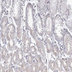 Invitrogen DDO Polyclonal Antibody 100 &mu;L; Unconjugated:Antibodies,