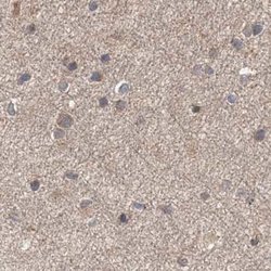 Invitrogen DDO Polyclonal Antibody 100 &mu;L; Unconjugated:Antibodies,