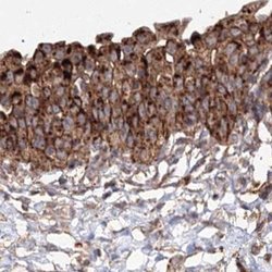 Invitrogen DDO Polyclonal Antibody 100 &mu;L; Unconjugated:Antibodies,
