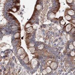 Invitrogen DDO Polyclonal Antibody 100 &mu;L; Unconjugated:Antibodies,