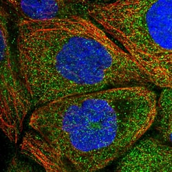 Invitrogen DDO Polyclonal Antibody 100 &mu;L | Buy Online | Invitrogen&trade; | Fisher Scientific