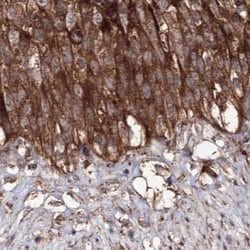 Invitrogen DDO Polyclonal Antibody 100 &mu;L | Buy Online | Invitrogen&trade; | Fisher Scientific