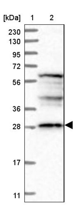 Invitrogen DDO Polyclonal Antibody 100 &mu;L | Buy Online | Invitrogen&trade; | Fisher Scientific