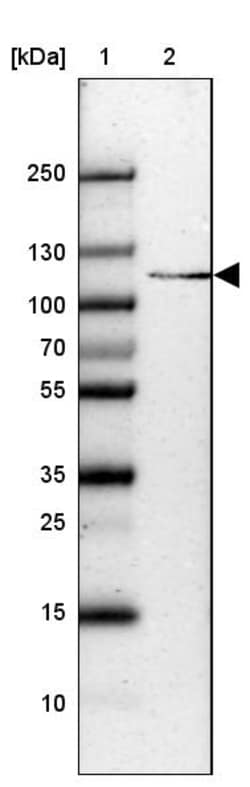 Invitrogen SH3BP4 Polyclonal Antibody 100 &mu;L; Unconjugated:Antibodies,