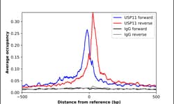 Invitrogen USP11 Polyclonal Antibody 100 &mu;L; Unconjugated:Antibodies,