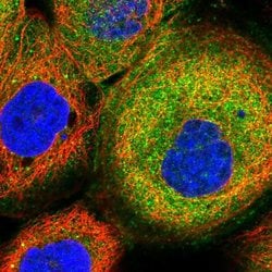 Invitrogen SPAG16 Polyclonal Antibody 100 &mu;L; Unconjugated:Antibodies,