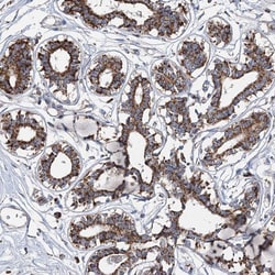 Invitrogen SPAG16 Polyclonal Antibody 100 &mu;L; Unconjugated:Antibodies,