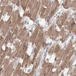 Invitrogen MKRN2 Polyclonal Antibody 100 &mu;L; Unconjugated:Antibodies,