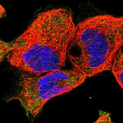 Invitrogen EPB41L5 Polyclonal Antibody 100 &mu;L; Unconjugated:Antibodies,
