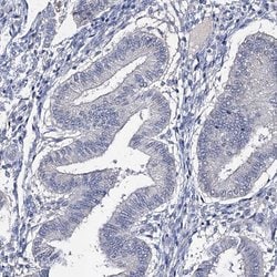 EPB41L5 Polyclonal Antibody, Invitrogen 100 &mu;L; Unconjugated:Antibodies,