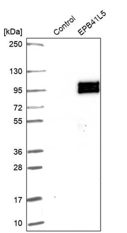 EPB41L5 Polyclonal Antibody, Invitrogen 100 &mu;L; Unconjugated:Antibodies,