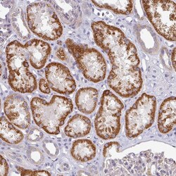 Invitrogen PYROXD2 Polyclonal Antibody 100 &mu;L; Unconjugated:Antibodies,