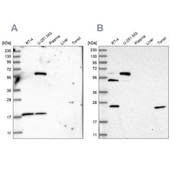 Invitrogen PYROXD2 Polyclonal Antibody 100 &mu;L; Unconjugated:Antibodies,