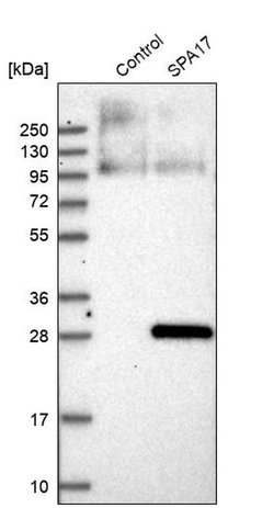 Invitrogen SPA17 Polyclonal Antibody 100 &mu;L; Unconjugated:Antibodies,