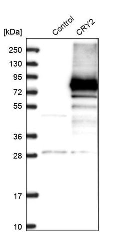 Invitrogen CRY2 Polyclonal Antibody 100 &mu;L; Unconjugated:Antibodies,
