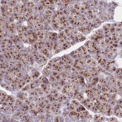 Invitrogen FAM175B Polyclonal Antibody 100 &mu;L; Unconjugated:Antibodies,