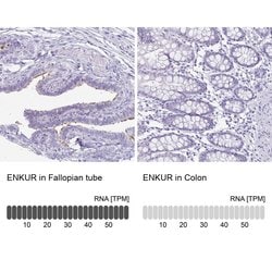 Invitrogen Enkurin Polyclonal Antibody 100 &mu;L; Unconjugated:Antibodies,