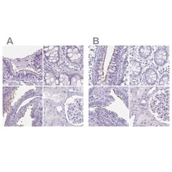 Invitrogen Enkurin Polyclonal Antibody 100 &mu;L; Unconjugated:Antibodies,