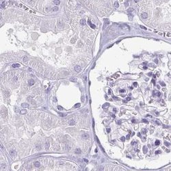 Invitrogen Enkurin Polyclonal Antibody 100 &mu;L; Unconjugated:Antibodies,