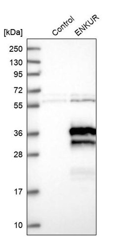 Invitrogen Enkurin Polyclonal Antibody 100 &mu;L; Unconjugated:Antibodies,