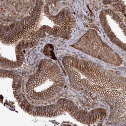 Invitrogen WBP1L Polyclonal Antibody 100 &mu;L; Unconjugated:Antibodies,