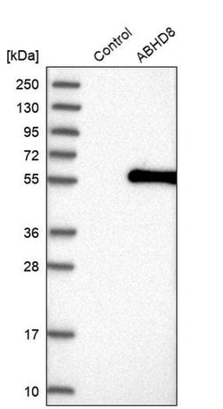 Invitrogen ABHD8 Polyclonal Antibody 100 &mu;L; Unconjugated:Antibodies,