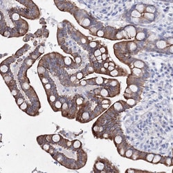 Invitrogen C6orf1 Polyclonal Antibody 100 &mu;L; Unconjugated:Antibodies,