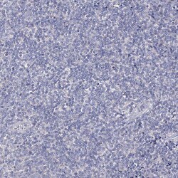 Invitrogen C6orf1 Polyclonal Antibody 100 &mu;L; Unconjugated:Antibodies,