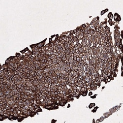 Invitrogen C6orf1 Polyclonal Antibody 100 &mu;L; Unconjugated:Antibodies,