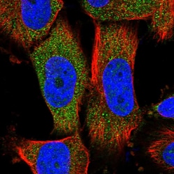 Invitrogen MOCS2 Polyclonal Antibody 100 &mu;L; Unconjugated:Antibodies,