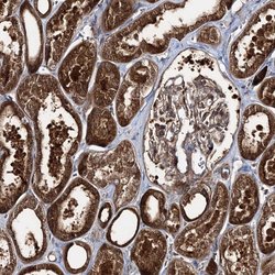 Invitrogen MOCS2 Polyclonal Antibody 100 &mu;L; Unconjugated:Antibodies,